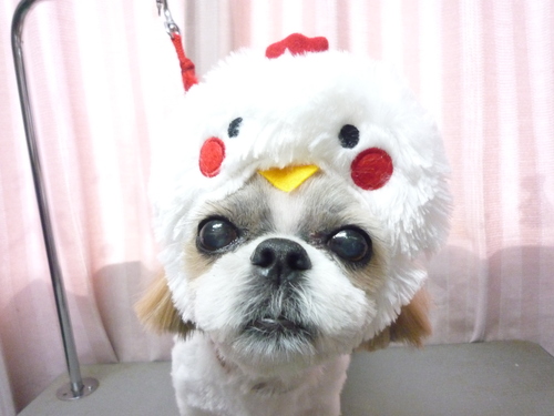 http://pet.e6.valueserver.jp/blog/P1090923.jpg