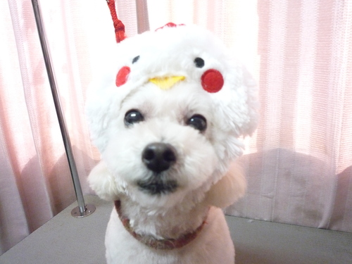 http://pet.e6.valueserver.jp/blog/P1090943.jpg