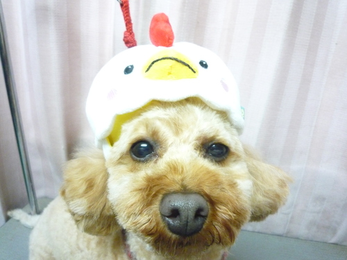 http://pet.e6.valueserver.jp/blog/P1090966.jpg