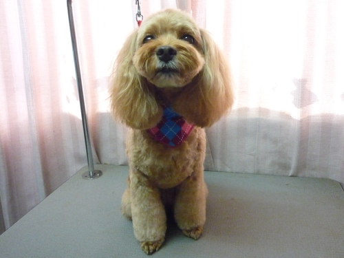 http://pet.e6.valueserver.jp/blog/P1090970.jpg