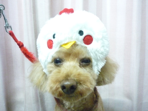 http://pet.e6.valueserver.jp/blog/P1090971.jpg