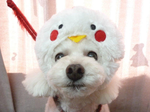 http://pet.e6.valueserver.jp/blog/P1090983.jpg