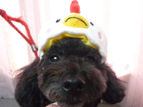 http://pet.e6.valueserver.jp/blog/P1090984.jpg