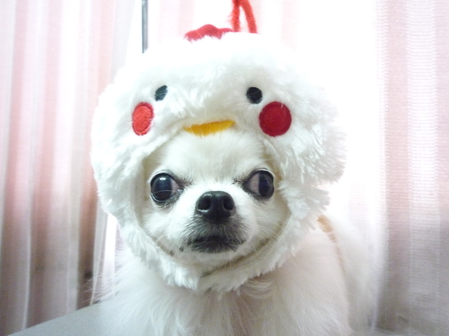 http://pet.e6.valueserver.jp/blog/P1090986.jpg
