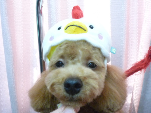 http://pet.e6.valueserver.jp/blog/P1100007.jpg