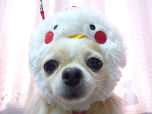 http://pet.e6.valueserver.jp/blog/P1100013.jpg