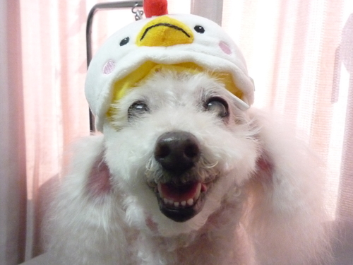 http://pet.e6.valueserver.jp/blog/P1100032.jpg