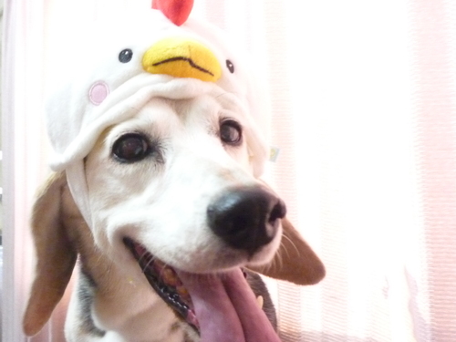 http://pet.e6.valueserver.jp/blog/P1100079.jpg