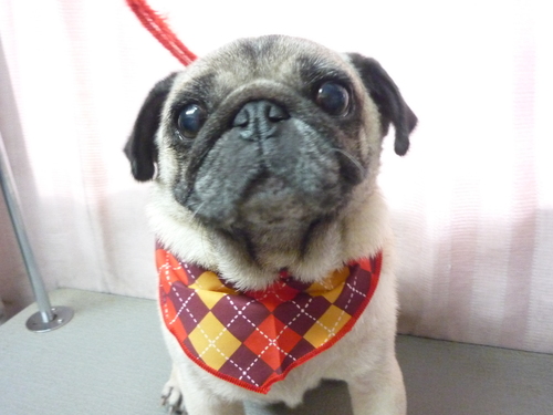 http://pet.e6.valueserver.jp/blog/P1100115.jpg