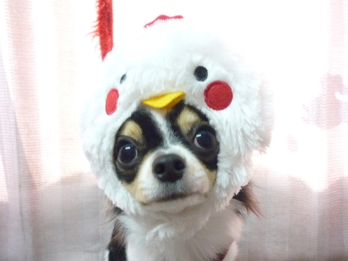 http://pet.e6.valueserver.jp/blog/P1100126.jpg