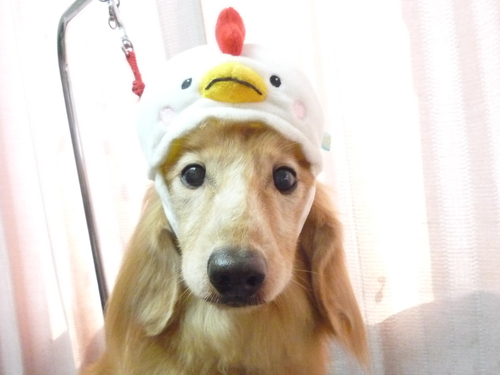 http://pet.e6.valueserver.jp/blog/P1100135.jpg