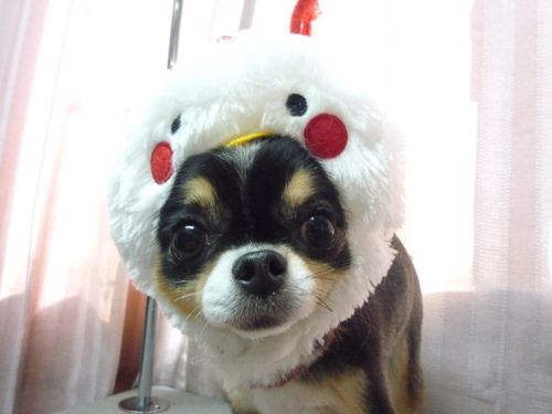 http://pet.e6.valueserver.jp/blog/P1100148.jpg
