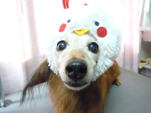 http://pet.e6.valueserver.jp/blog/P1100156.jpg