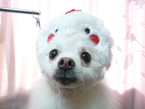 http://pet.e6.valueserver.jp/blog/P1100164.jpg