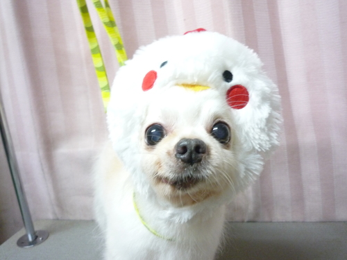 http://pet.e6.valueserver.jp/blog/P1100171.jpg