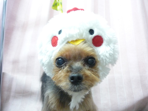 http://pet.e6.valueserver.jp/blog/P1100188.jpg