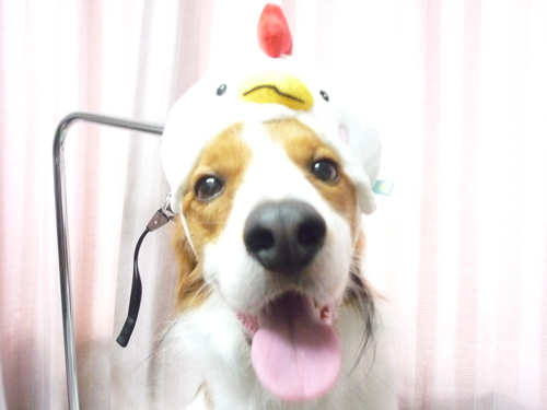 http://pet.e6.valueserver.jp/blog/P1100194.jpg