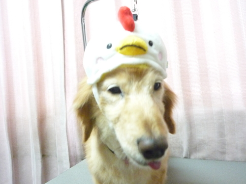 http://pet.e6.valueserver.jp/blog/P1100208.jpg