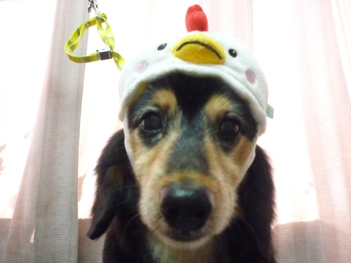 http://pet.e6.valueserver.jp/blog/P1100215.jpg