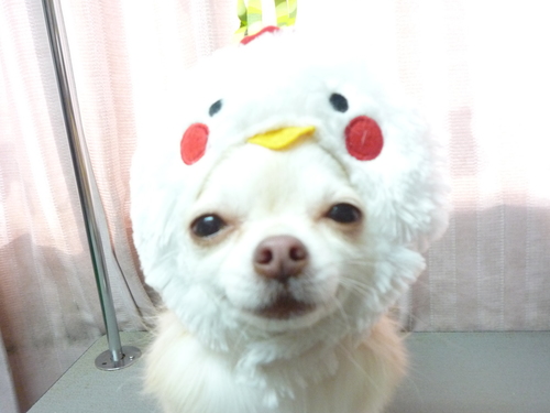 http://pet.e6.valueserver.jp/blog/P1100236.jpg