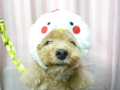 http://pet.e6.valueserver.jp/blog/P1100244.jpg