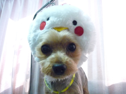 http://pet.e6.valueserver.jp/blog/P1100249.jpg