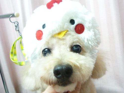 http://pet.e6.valueserver.jp/blog/P1100287.jpg