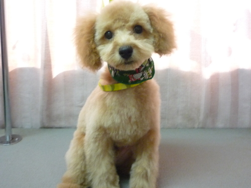 http://pet.e6.valueserver.jp/blog/P1100295.jpg