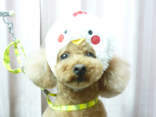 http://pet.e6.valueserver.jp/blog/P1100301.jpg