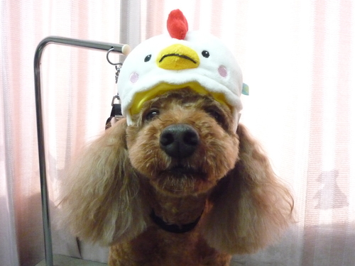 http://pet.e6.valueserver.jp/blog/P1100309.jpg