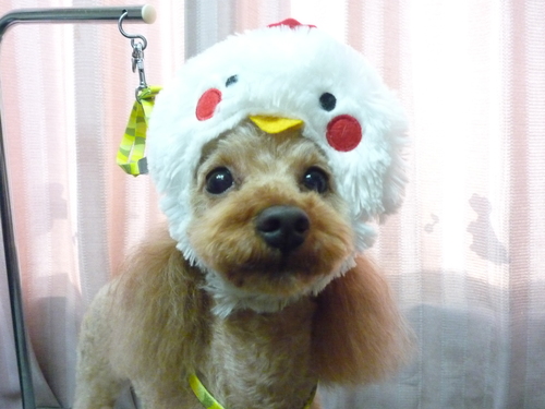 http://pet.e6.valueserver.jp/blog/P1100312.jpg