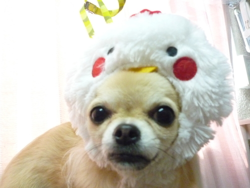 http://pet.e6.valueserver.jp/blog/P1100328.jpg
