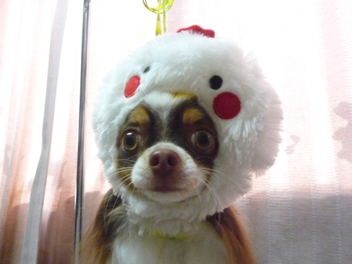 http://pet.e6.valueserver.jp/blog/P1100330.jpg