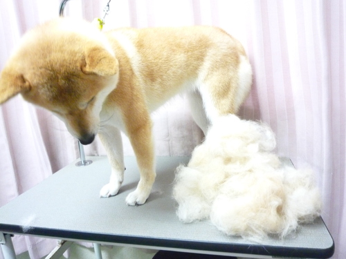 http://pet.e6.valueserver.jp/blog/P1100354.jpg
