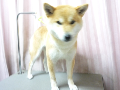 http://pet.e6.valueserver.jp/blog/P1100355.jpg