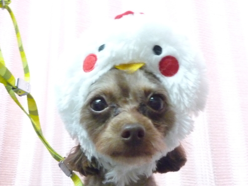 http://pet.e6.valueserver.jp/blog/P1100367.jpg
