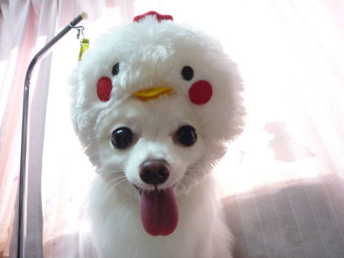 http://pet.e6.valueserver.jp/blog/P1100372.jpg