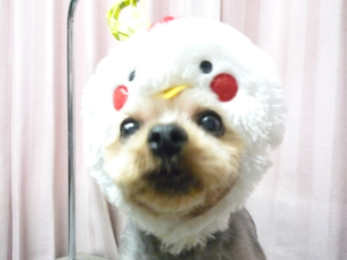 http://pet.e6.valueserver.jp/blog/P1100398.jpg