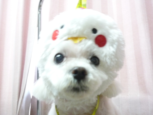 http://pet.e6.valueserver.jp/blog/P1100399.jpg