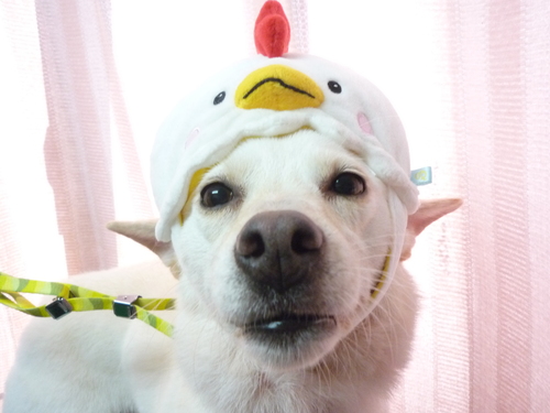http://pet.e6.valueserver.jp/blog/P1100404.jpg