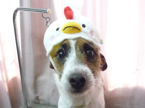 http://pet.e6.valueserver.jp/blog/P1100407.jpg
