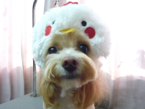 http://pet.e6.valueserver.jp/blog/P1100411.jpg