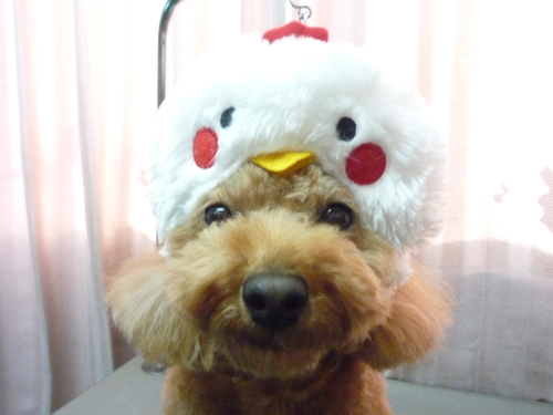 http://pet.e6.valueserver.jp/blog/P1100420.jpg