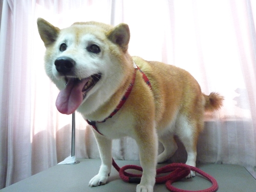 http://pet.e6.valueserver.jp/blog/P1100474.jpg