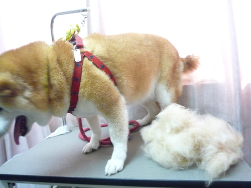 http://pet.e6.valueserver.jp/blog/P1100475.jpg