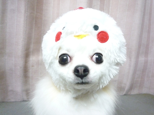 http://pet.e6.valueserver.jp/blog/P1100478.jpg