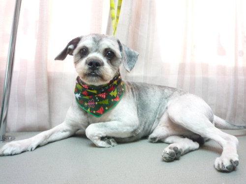 http://pet.e6.valueserver.jp/blog/P1100480.jpg