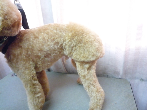 http://pet.e6.valueserver.jp/blog/P1100497.jpg
