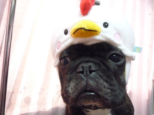 http://pet.e6.valueserver.jp/blog/P1100501.jpg
