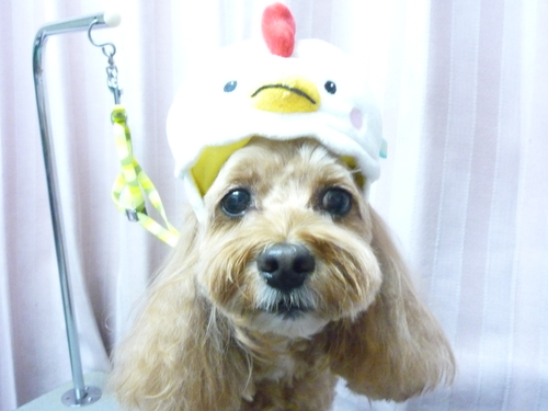 http://pet.e6.valueserver.jp/blog/P1100515.jpg